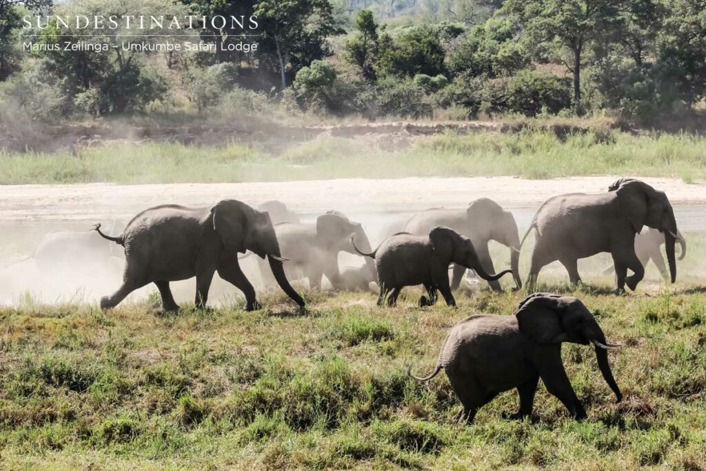 Elephant chase Was Maxabeni the leopard in the area?