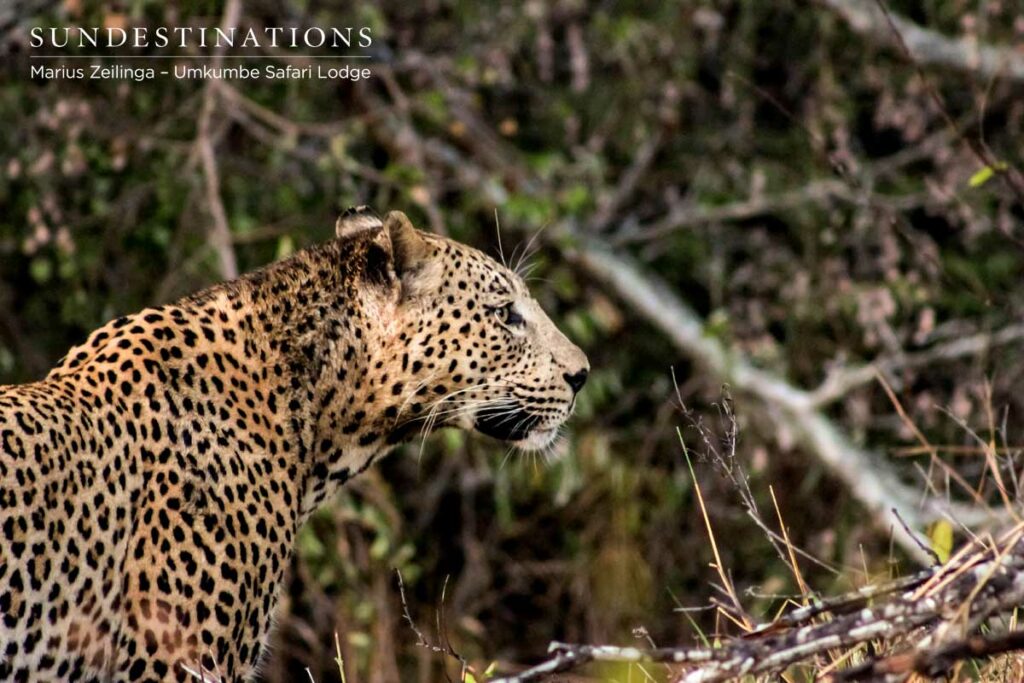 Maxabeni We found Maxabeni. After 3 weeks he returned !
