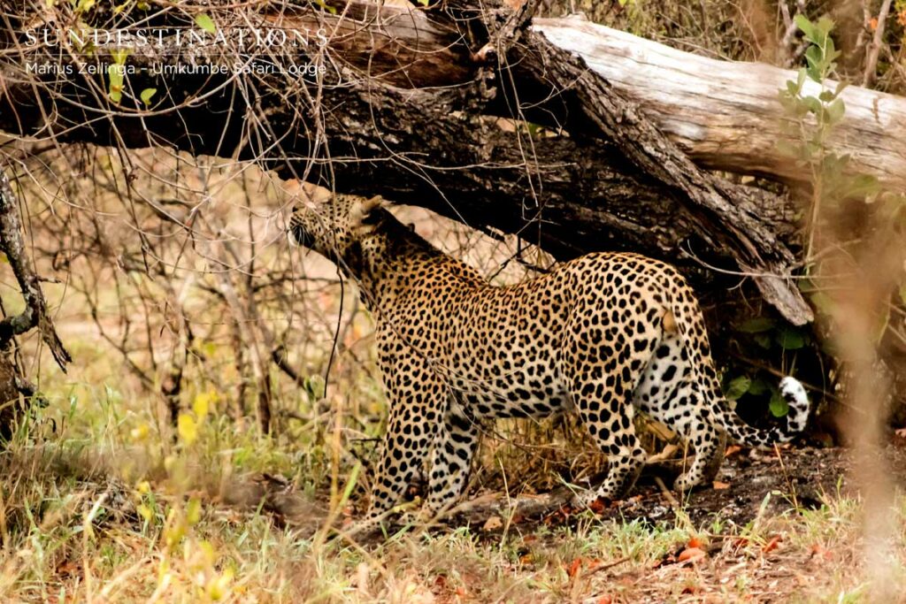 Maxabeni the leopard Maxabeni was seen after a failed attempt at hunting a warthog.