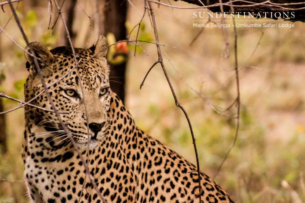 Maxabeni male leopard Maxabeni looking strong
