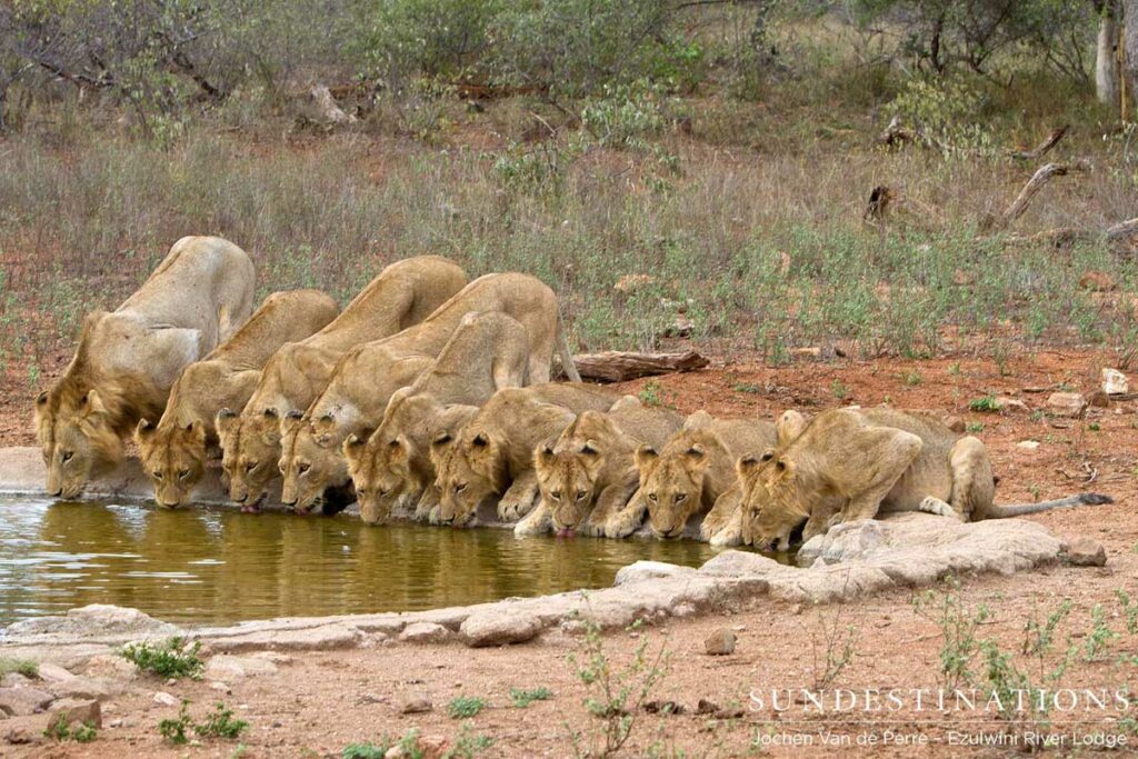 Most of the Olifants West split pride drinking at a waterhole Most of the Olifants West split pride drinking at a waterhole