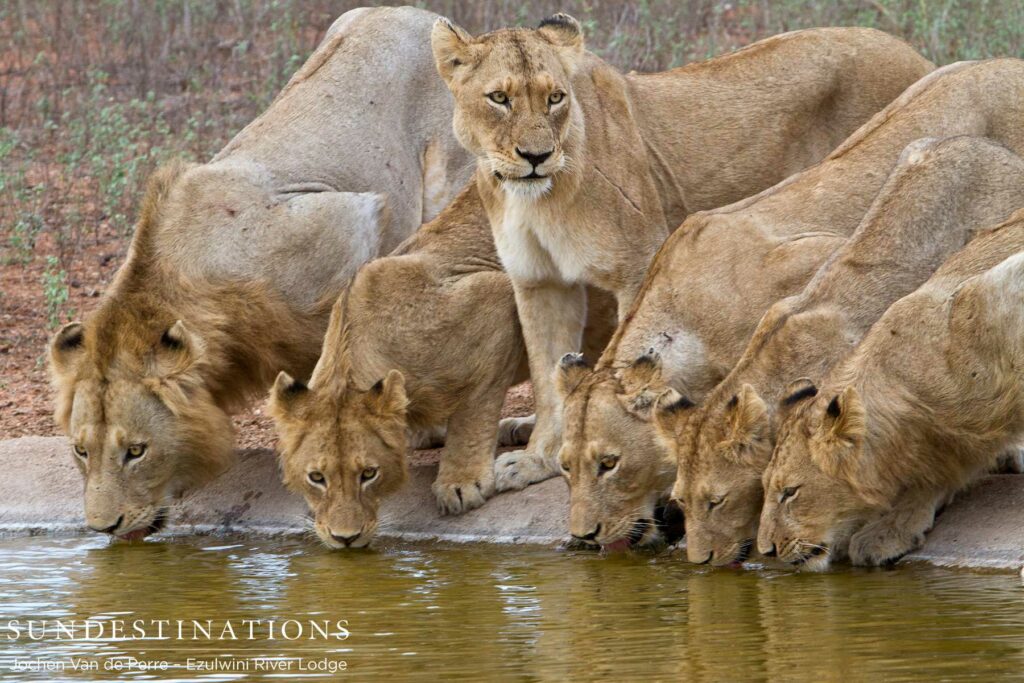 Sub-adult Protecting the Pride Sub-adult Protecting the Pride