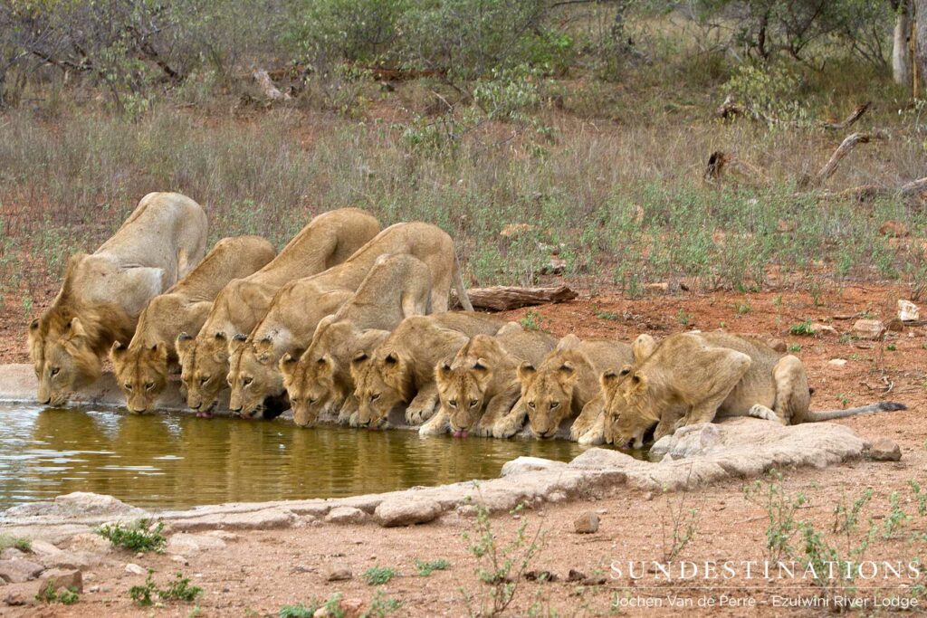 Olifants West Pride -13 Members Olifants West Pride -13 Members Strong