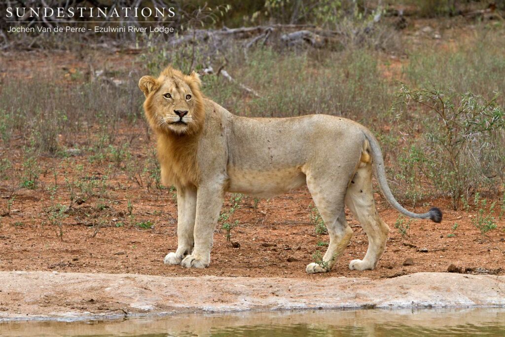 Sub-adult watches for danger Sub-adult watches for danger