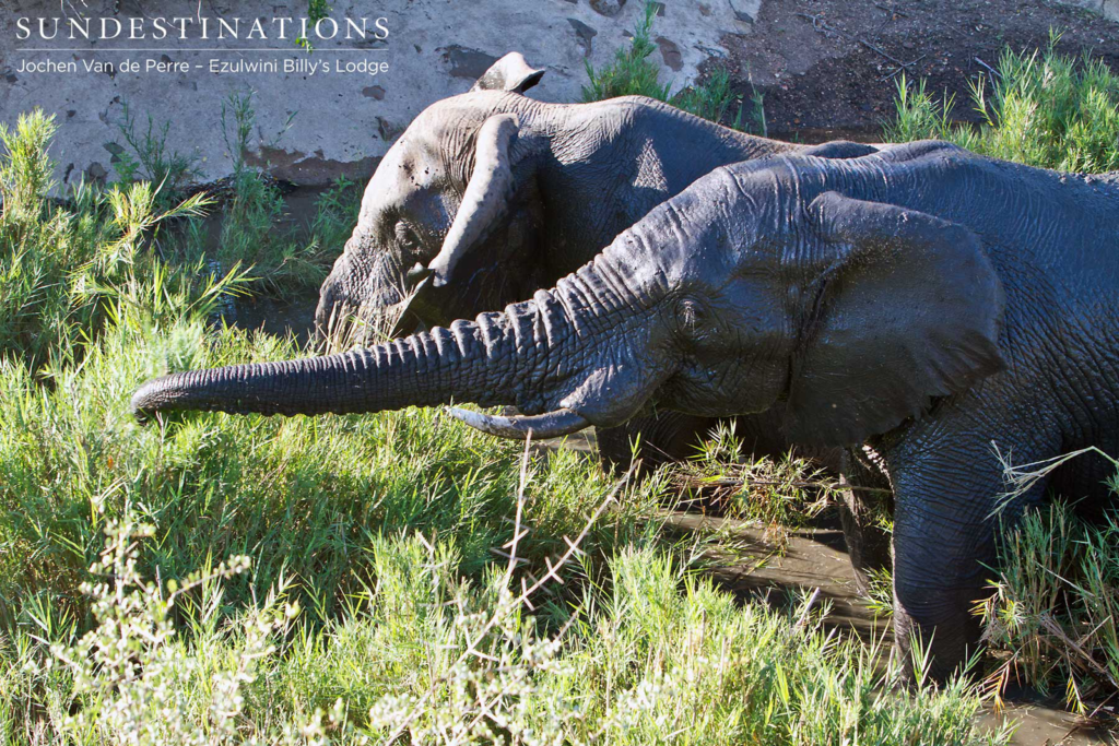 Wildlife at Billy's Lodge Waterhole Wildlife at Billy's Lodge Waterhole