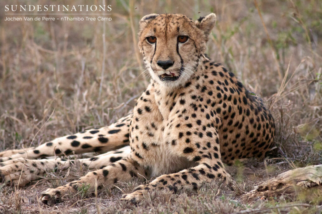 Lone cheetah Cheetah often hunt alone. When they hunt in solitude they tend to take down smaller prey.