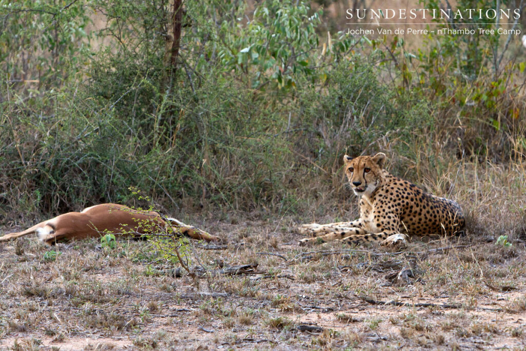 Cheetah guarding kill Cheetah guarding kil