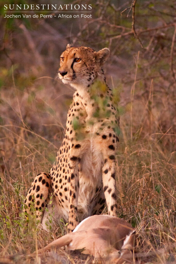 nThambo cheetah nThambo cheetah with impala kill