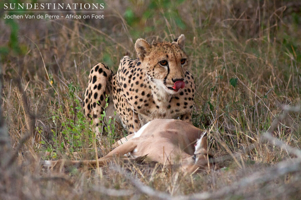 Cheetah hunt in the day Cheetah hunt in the day