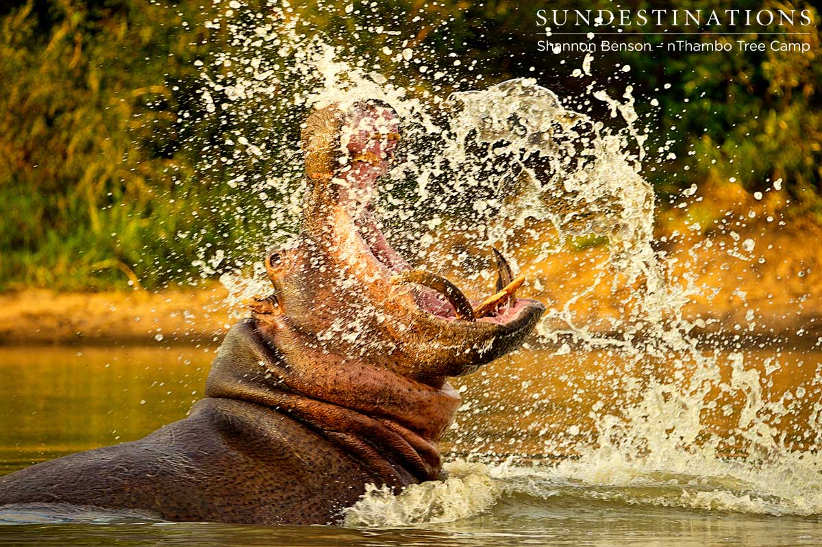 hippo-splashing-water-nthambo Hippo splashing about in dominance display