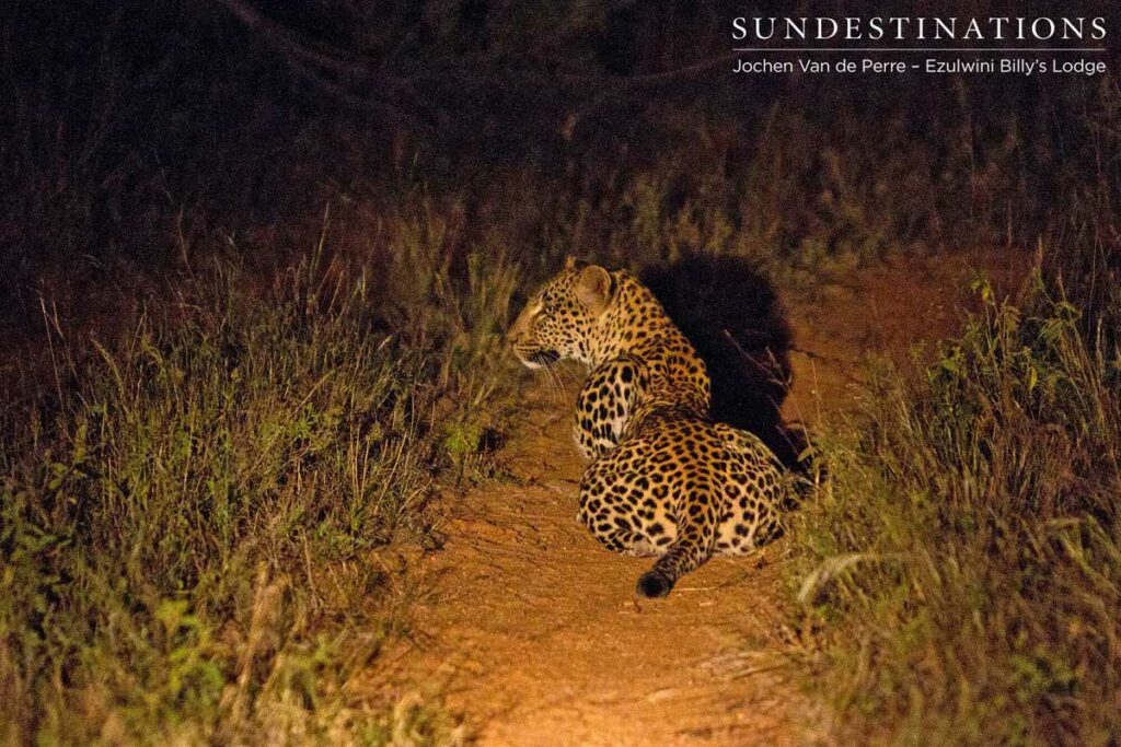 A leopard stays close to the ground while stalking impala A leopard stays close to the ground while stalking impala