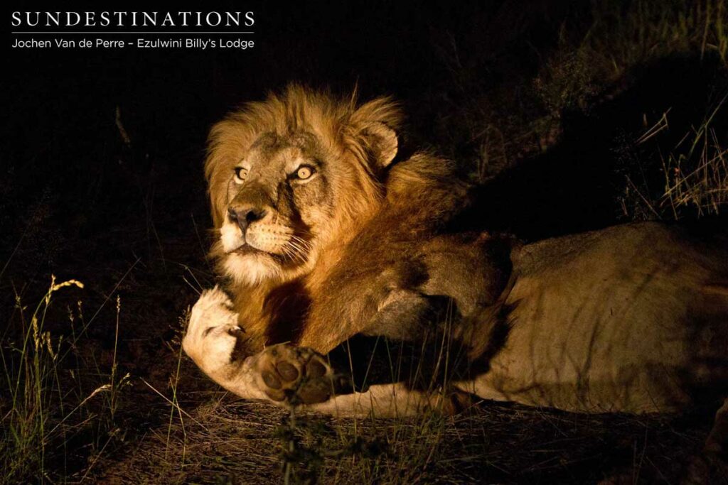 Duma, head of the original Olifants West pride Duma, head of the original Olifants West pride