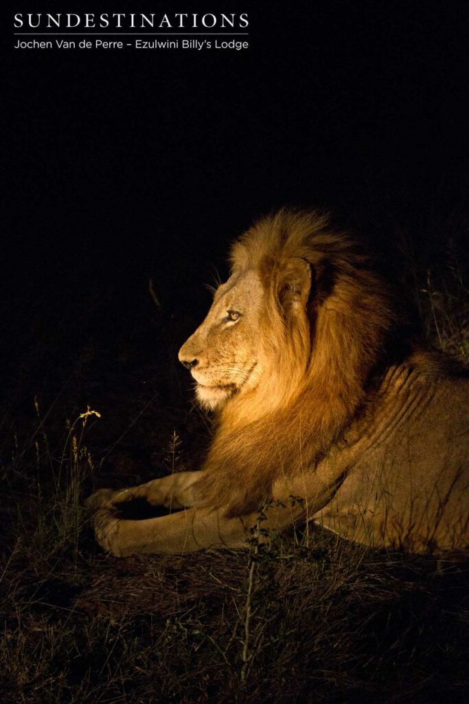 Olifants West male seen on his own at night Olifants West male seen on his own at night
