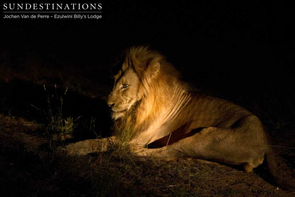 Duma, leader of the Olifants West pride Duma, leader of the Olifants West pride