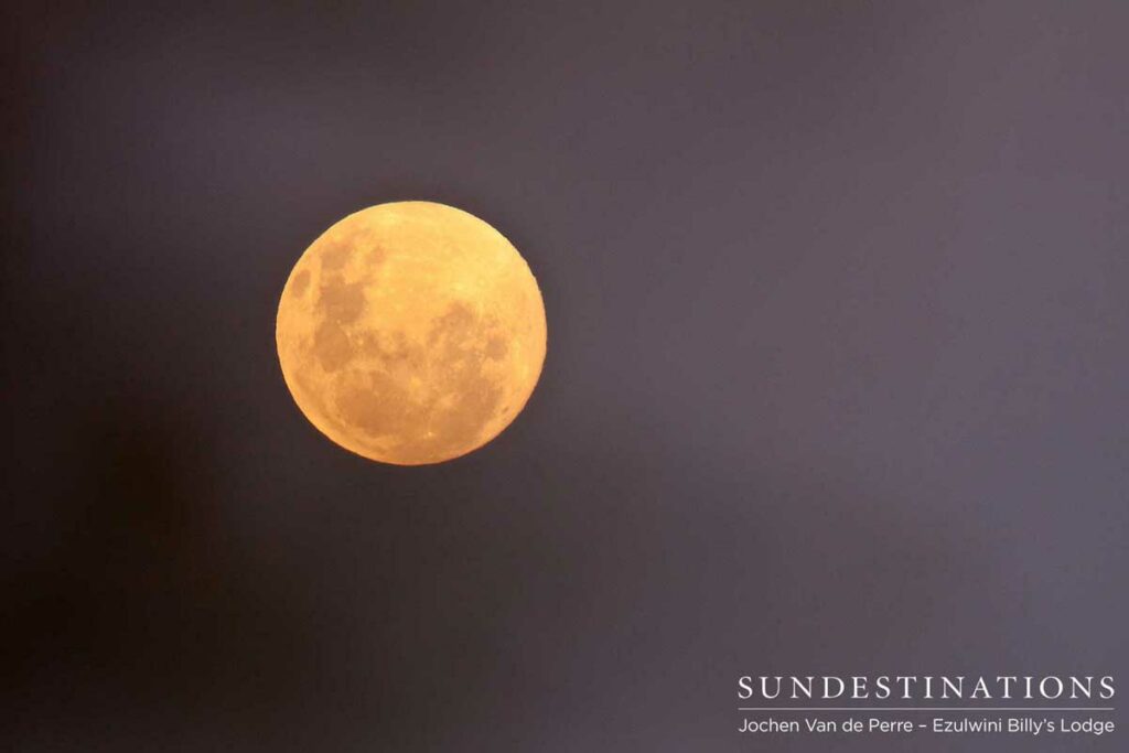 Photo of the full moon Photo of the full moon
