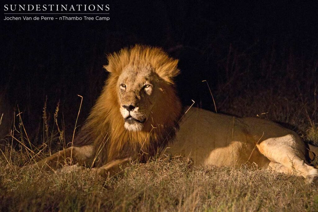Trilogy male spotted at night near Africa on Foot and nThambo Trilogy male spotted at night near Africa on Foot and nThambo