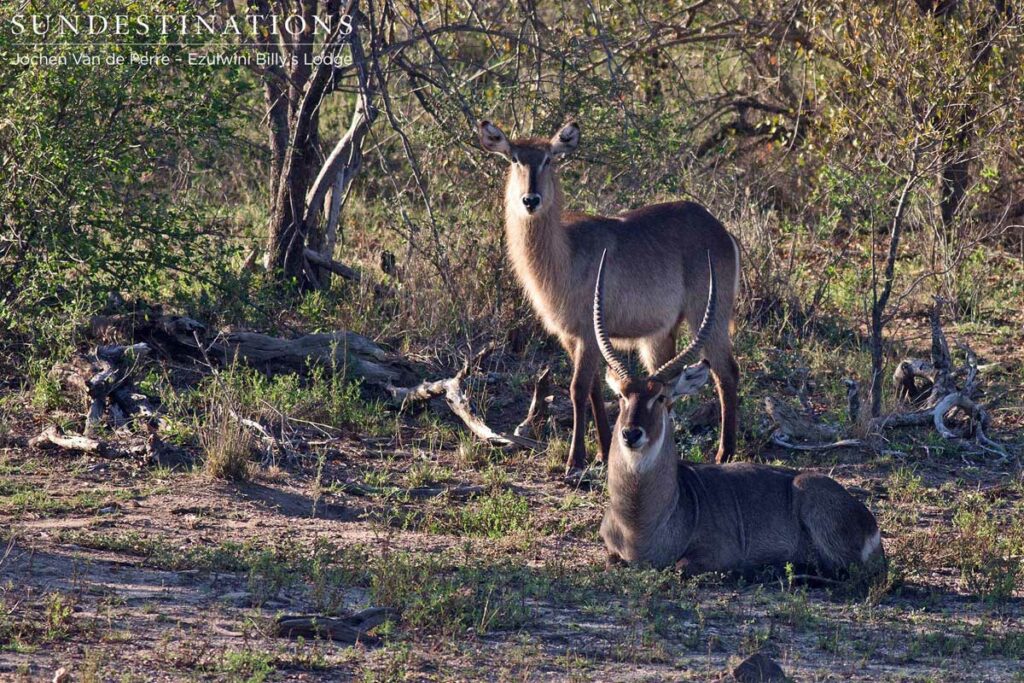 Waterbuck male and female pose for a picture Waterbuck male and female pose for a picture