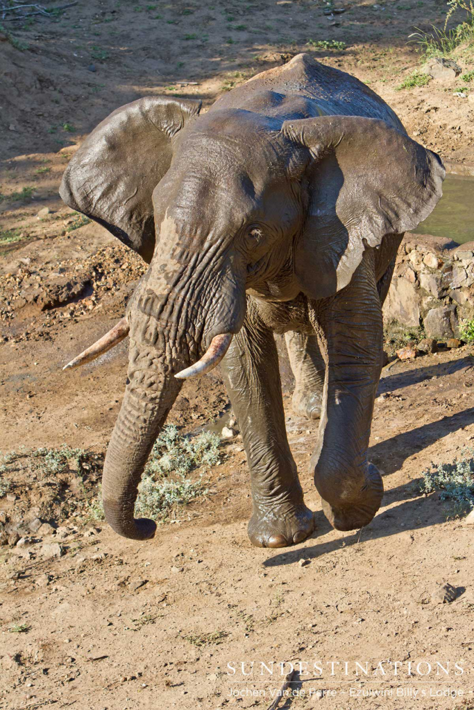 Elephant games at Billy's Lodge Elephant games at Billy's Lodge
