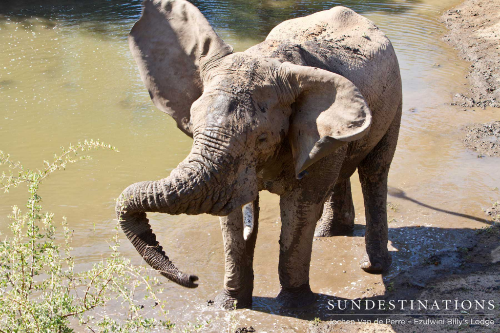Happy Elephant at Waterhole Happy Elephant at Waterhole - Billy's Lodge