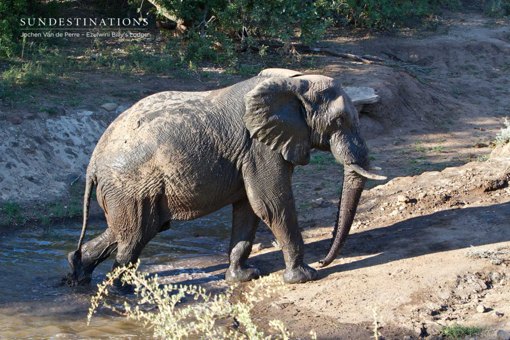 Elephant in the Mud at Billy's Elephant in the Mud at Billy's