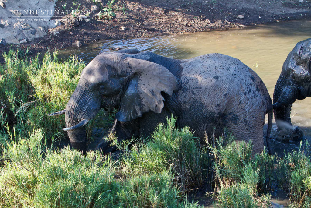Tusker seen at Billy's Lodge Waterhole Tusker seen at Billy's Lodge Waterhole