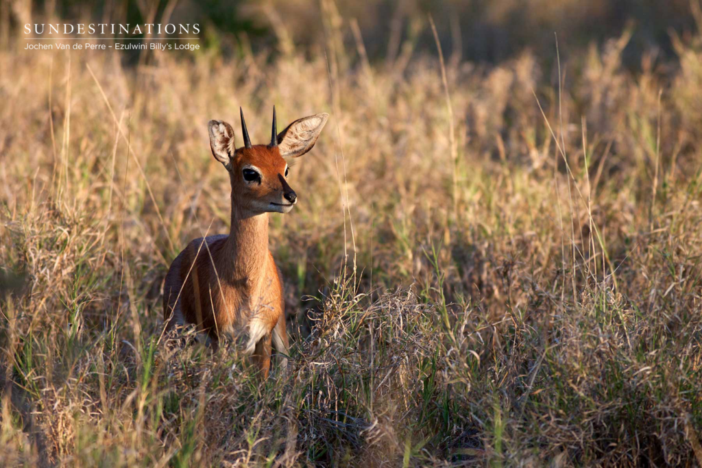 Steenbok at the Waterhole Steenbok at the Waterhole as seen from Billy's Lodge Viewing Deck