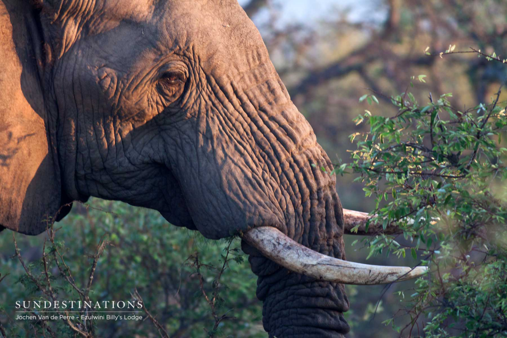 Tusker at Billy's Lodge Waterhole Tusker at Billy's Lodge Waterhole