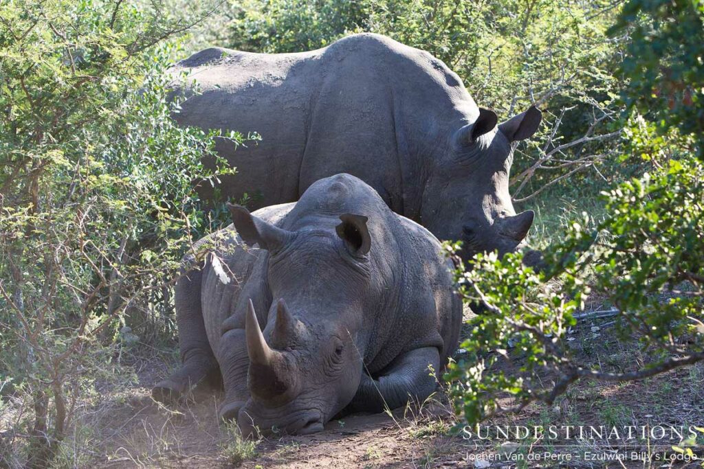 Two white rhinos relax Two white rhinos relax