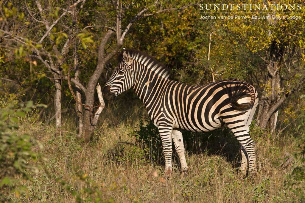 Portrait of a zebra Portrait of a zebra