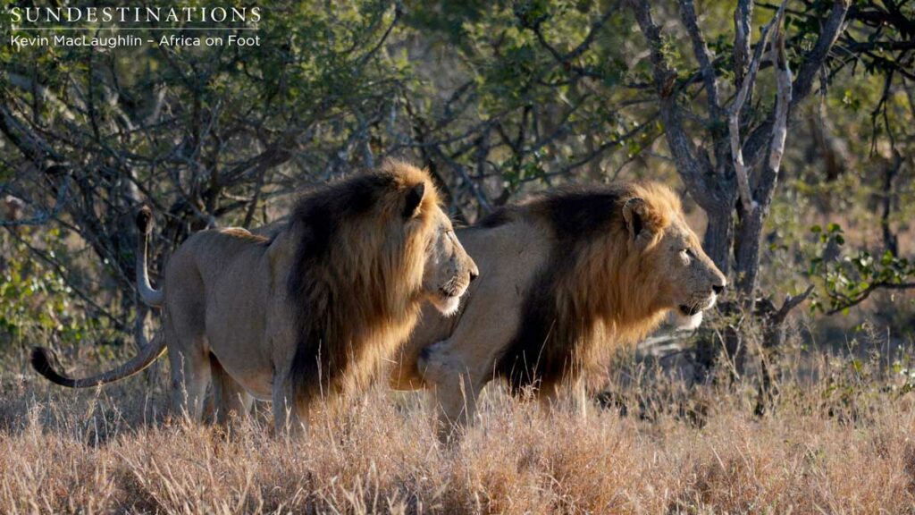 2 out of 3 Trilogy lions seen recently on game drive 2 out of 3 Trilogy lions seen recently on game drive