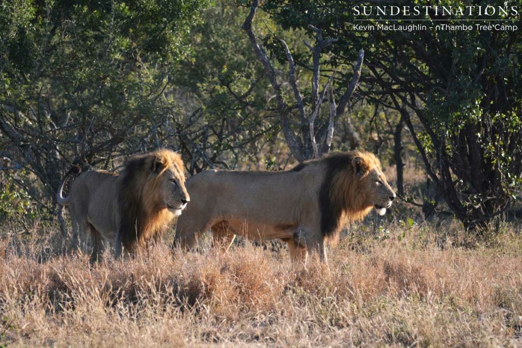 Trilogy brothers Trilogy brothers