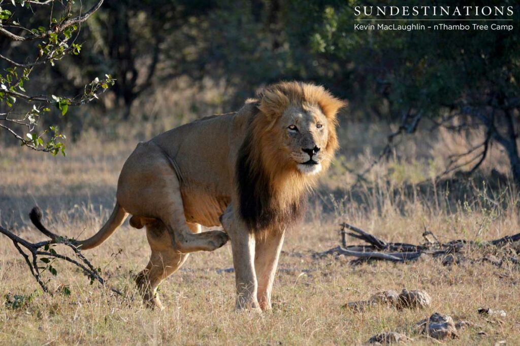 Having a scratch Having a scratch