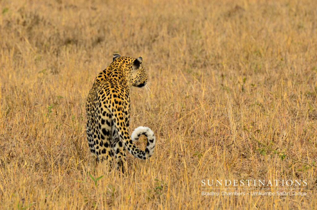 White Dam on a Hunt White Dam on a Hunt