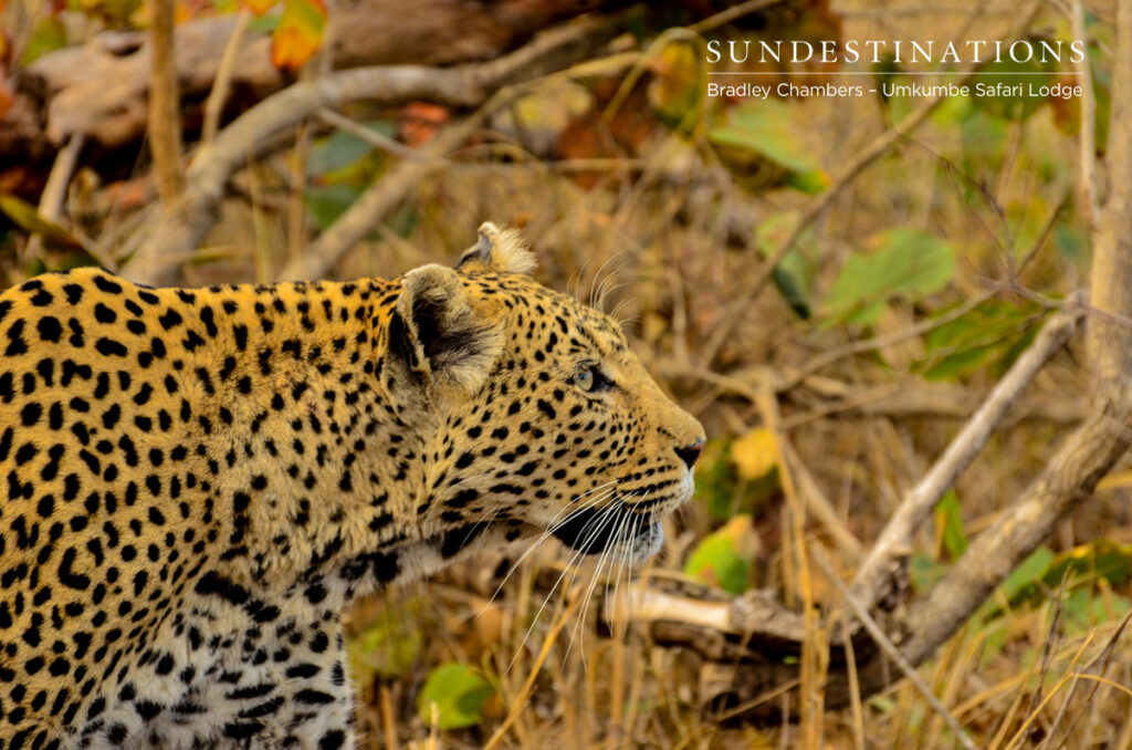 White Dam Stalking White Dam Stalking