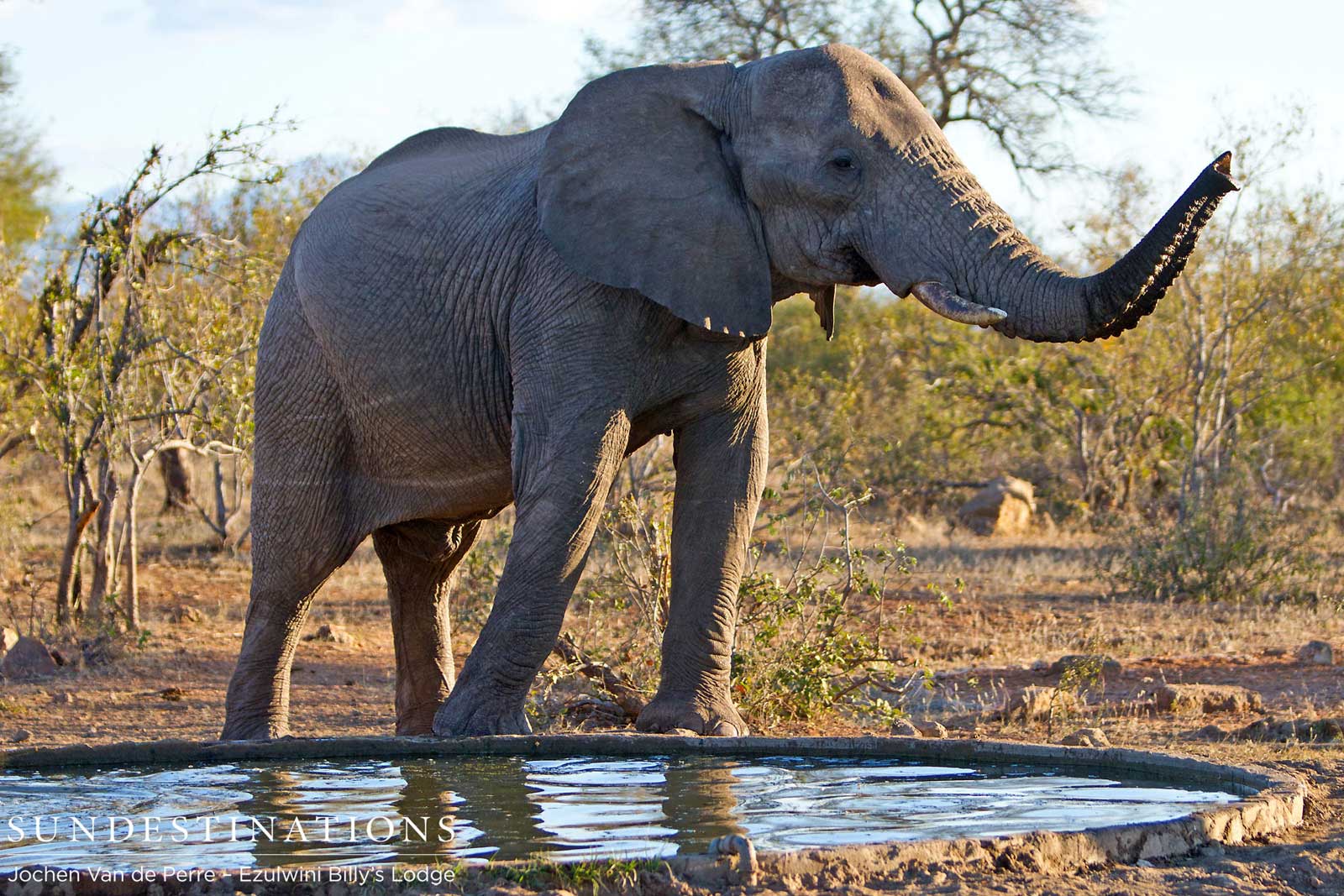 An elephant at a waterhole, Balule An elephant at a waterhole, Balule