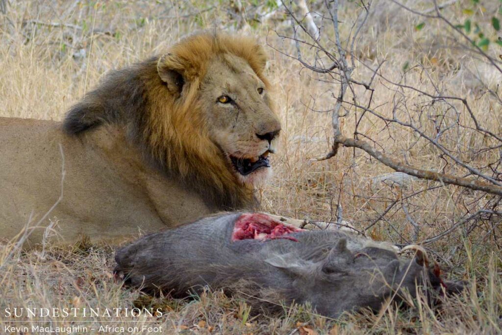 Trilogy male feasts on a stolen warthog kill Trilogy male feasts on a stolen warthog kill