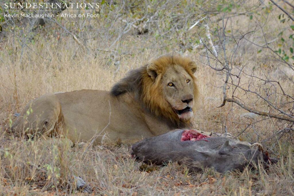 Trilogy male after stealing kill from lionesses Trilogy male after stealing kill from lionesses