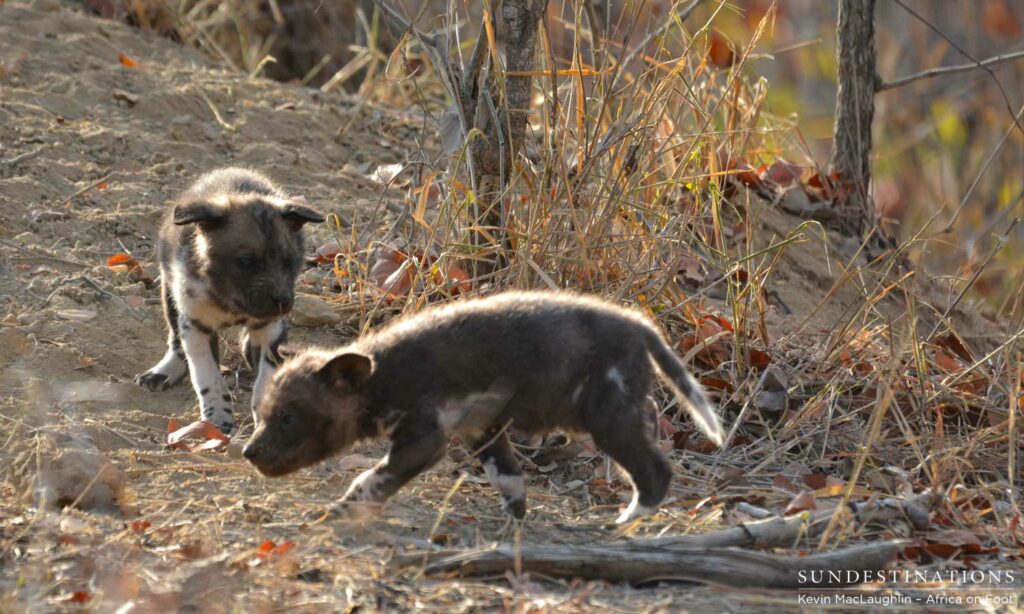 2 Pups exploring the den site 2 Pups exploring the den site