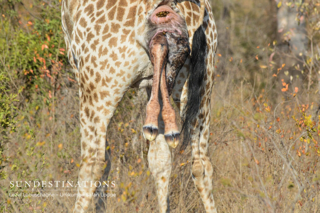 Giraffe birth Giraffe birth