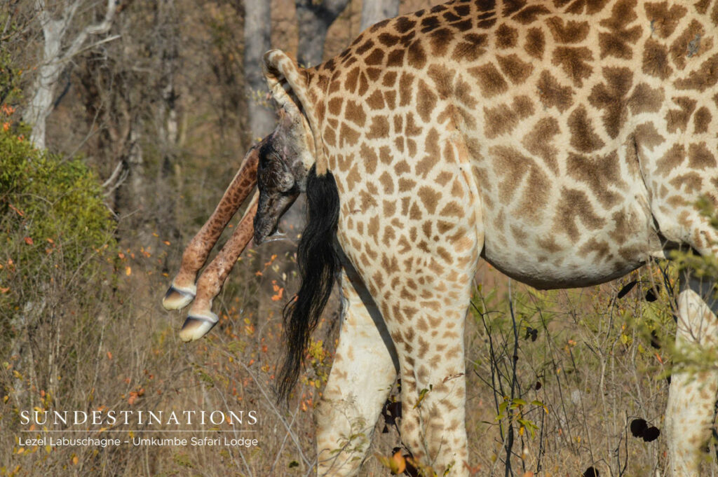 Giraffe Cow Giraffe Cow