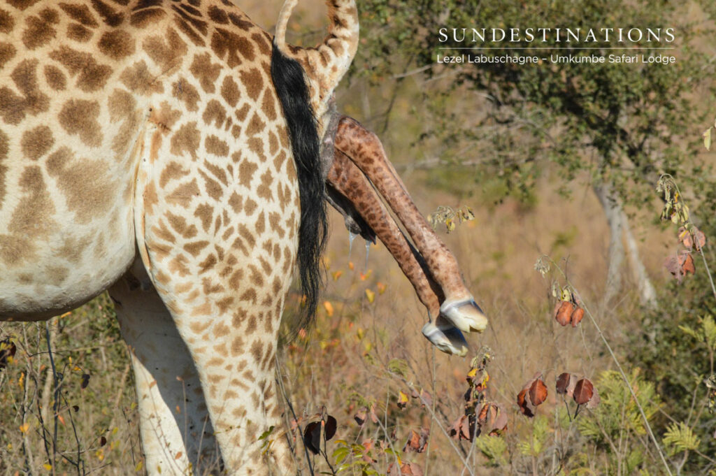 Birth of Giraffe Birth of Giraffe