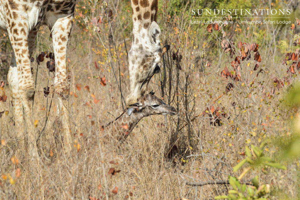 Calf & Cow Calf & Cow