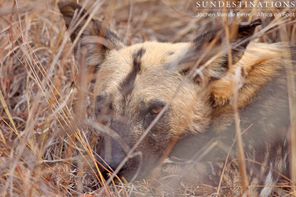 Wild Dog Den Wild Dog Den