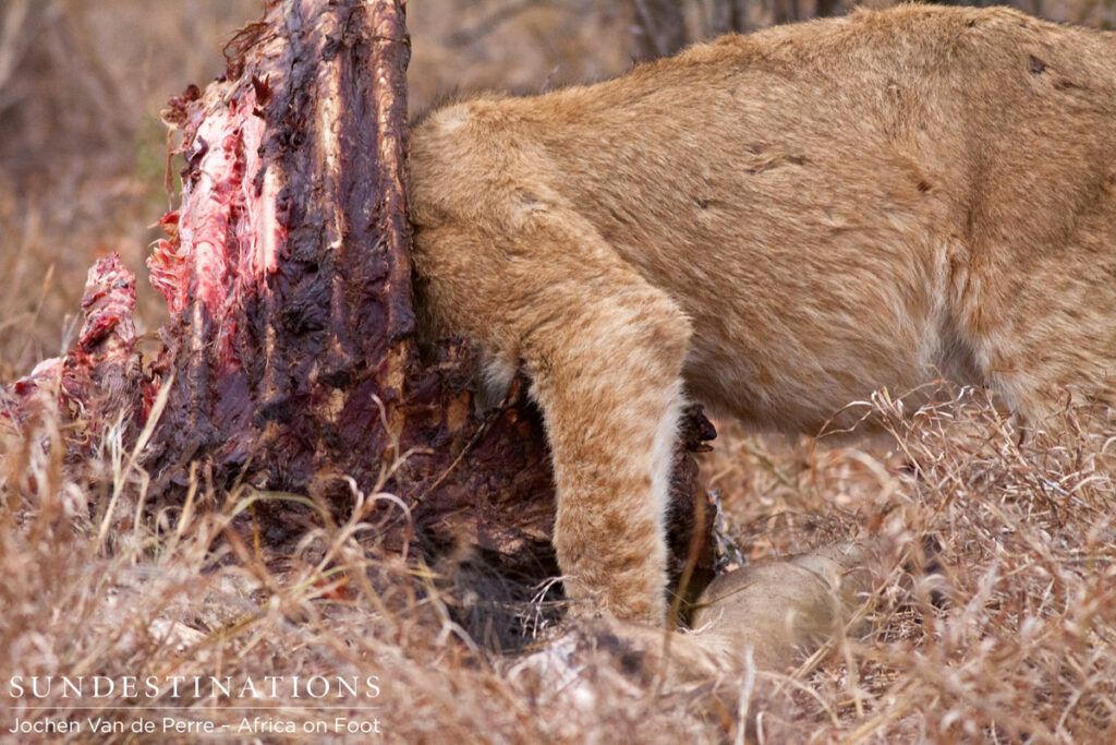 Hide-and-Seek Hide-and-Seek