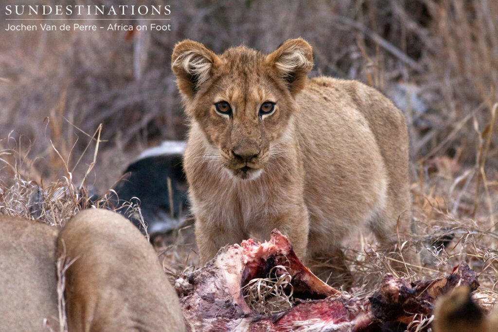 Full Lion Cubs Full Lion Cubs
