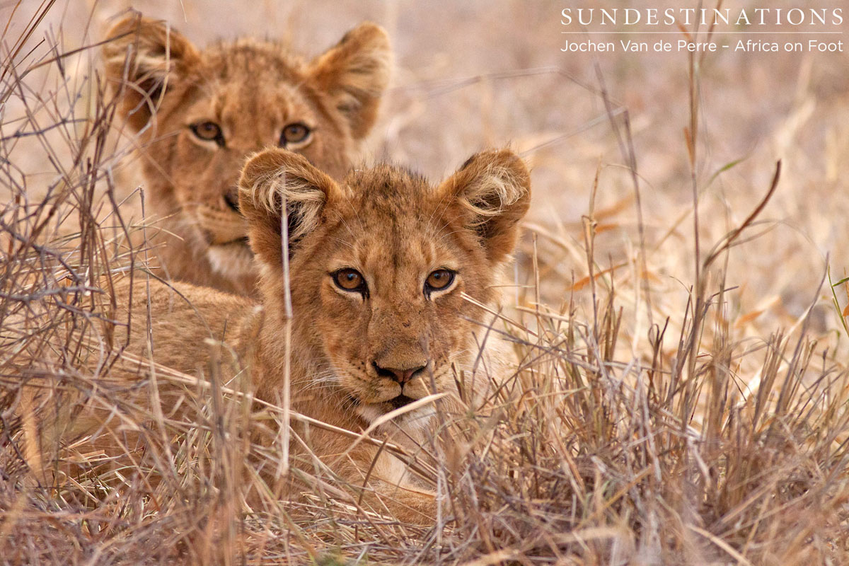 2 Lion cubs 2 Lion cubs