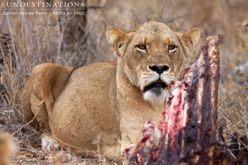 Hercules Female Hercules Female