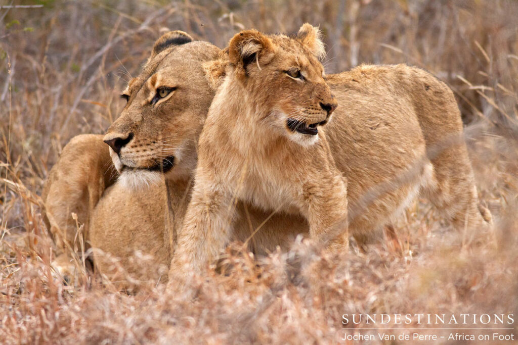 Cub & Mother Cub & Mother
