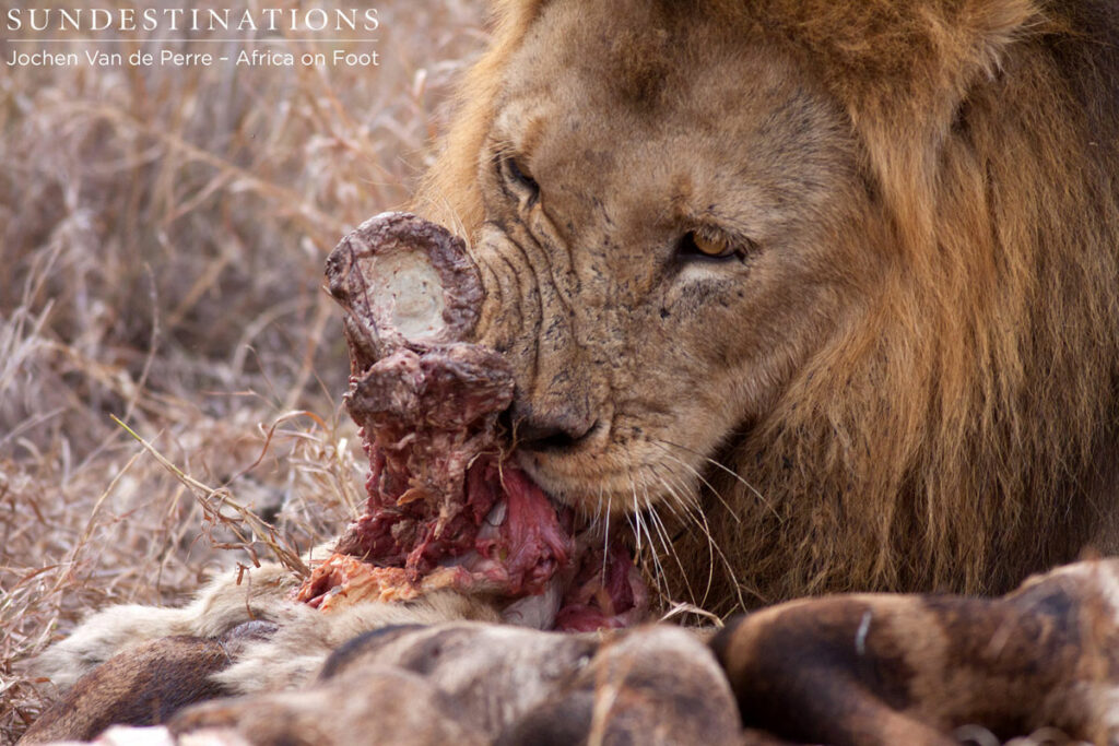 Trilogy Male Trilogy Male