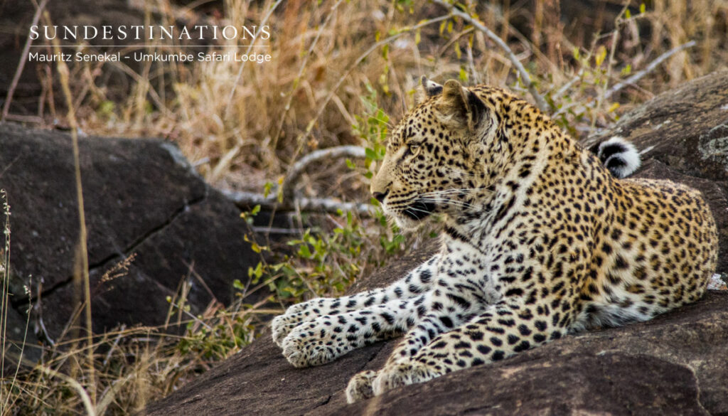 Kigelia Leopard Kigelia Leopard